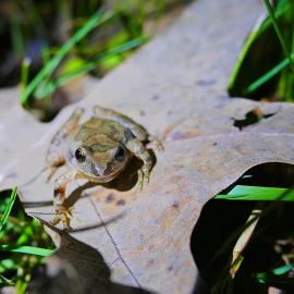 Searching Forgotten Wetlands for the Mountain Chorus Frog